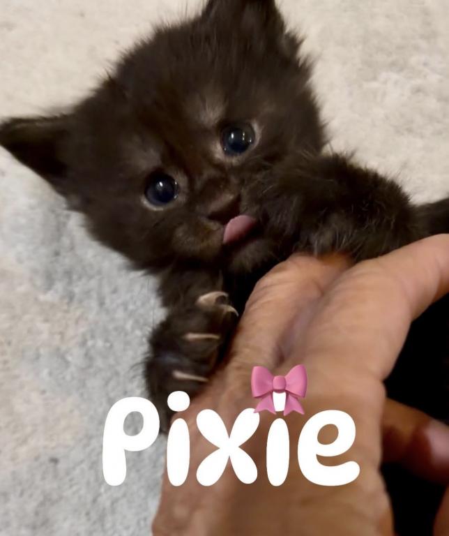 Pixie & Sable photo 6