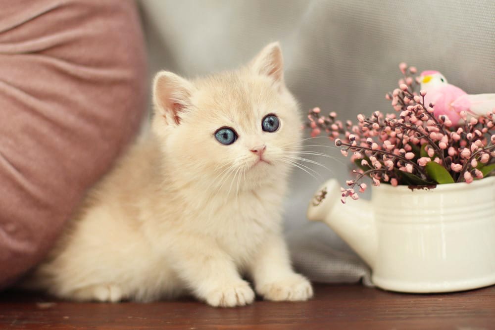 Billi