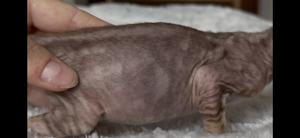Rare Choco Marble Female photo 6