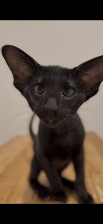 Sultan Marbleficent