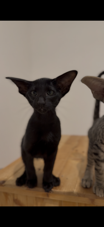 Sultan Marbleficent photo 2