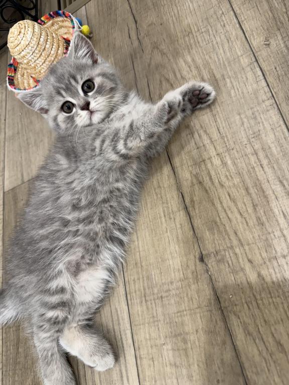 Scottish Fold & Scottish Straight Kittens photo 6