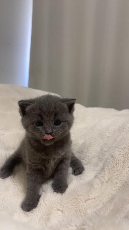 Sweet Litter Of 3 photo 6