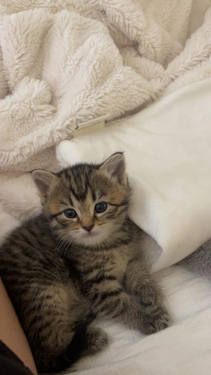 Sweet Litter Of 3 photo 2