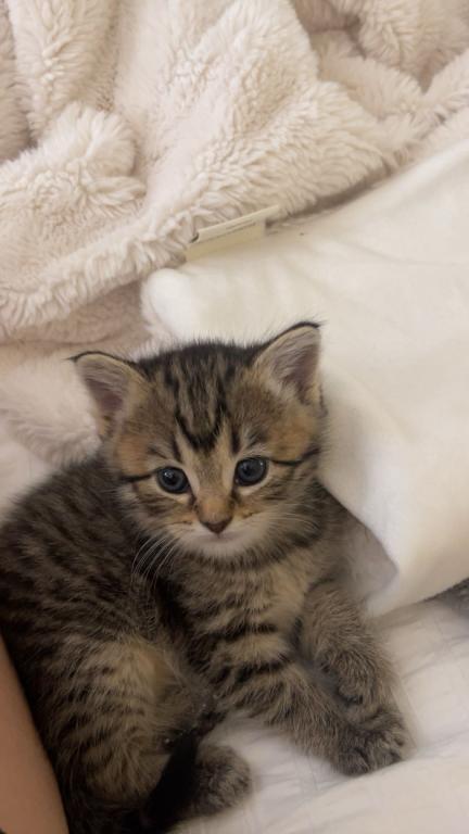 Sweet Litter Of 3 photo 7