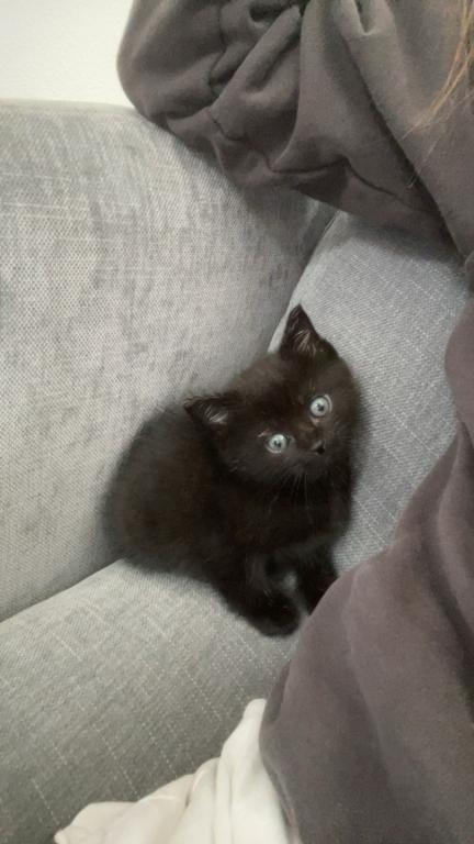Sweet Litter Of 3 photo 5