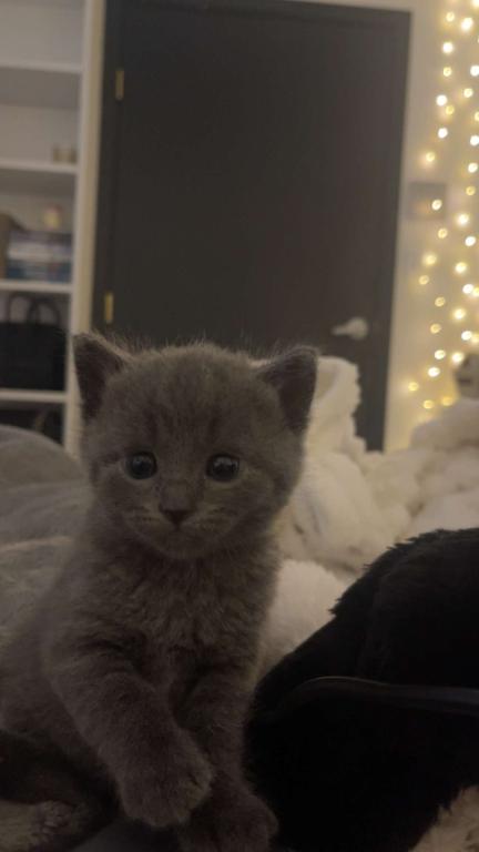 Sweet Litter Of 3 photo 4