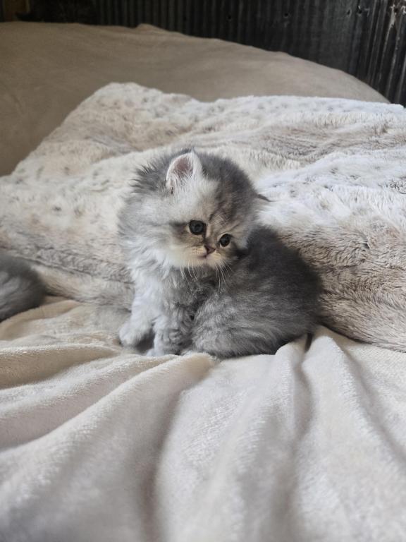 Gray Females photo 5