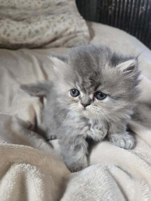 Gray Females photo 6