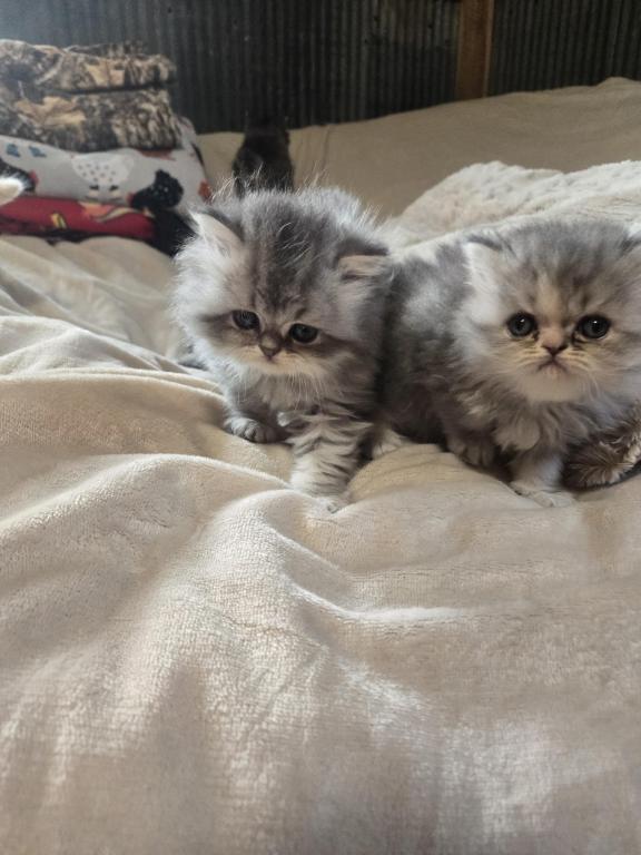Gray Females photo 3