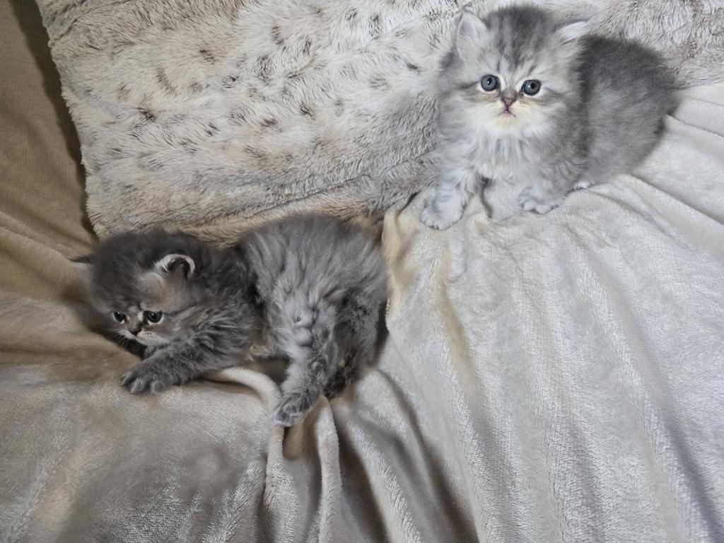 Gray Females photo 4