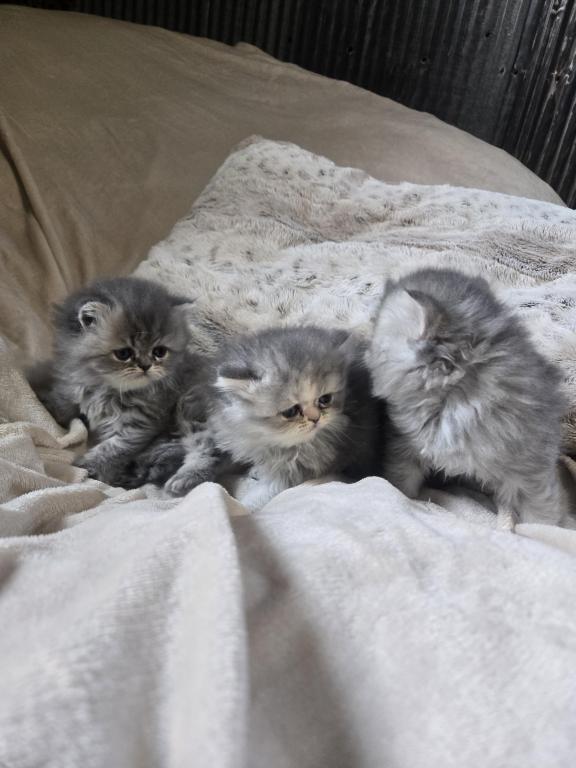 Gray Females photo 2