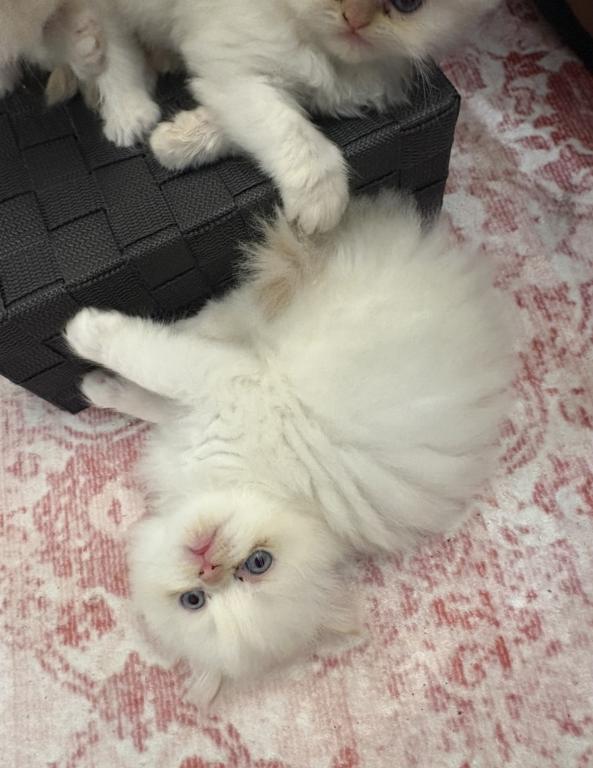 Persian Kittens photo 2