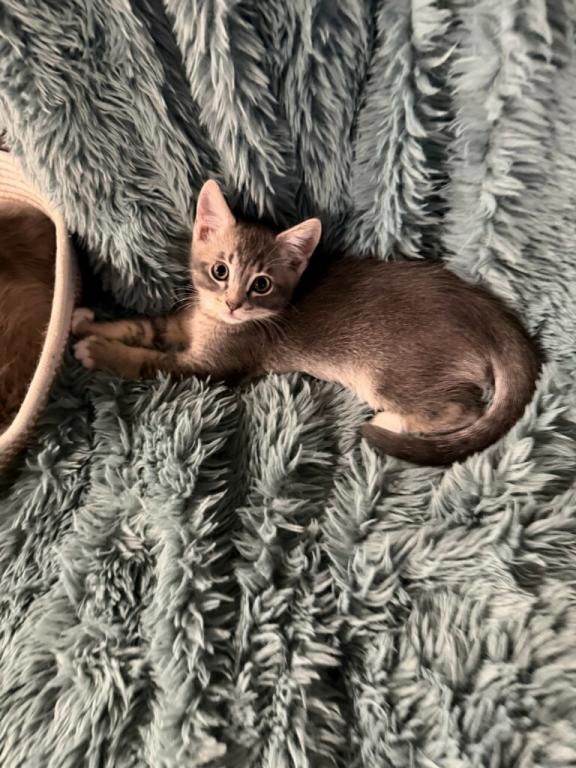 Milo photo 3