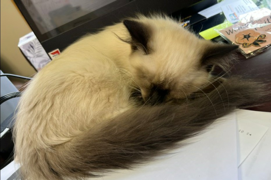 Mittsy And Nermal photo 3