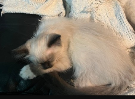 Mittsy And Nermal photo 2