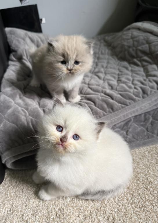 Truffles Litter photo 2