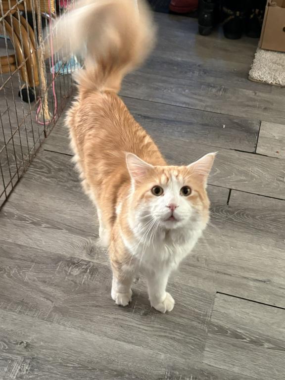 Four Beautiful Maine Coon Kittens Farmington MN photo 9