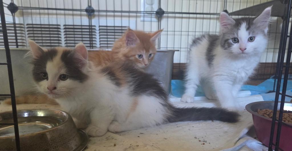 Four Beautiful Maine Coon Kittens Farmington MN photo 8
