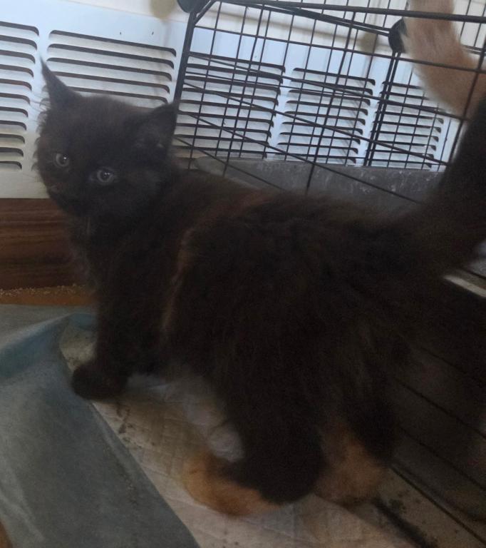 Four Beautiful Maine Coon Kittens Farmington MN photo 2