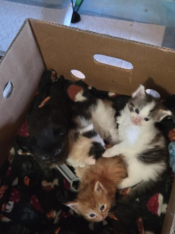 Four Beautiful Maine Coon Kittens Farmington MN photo 14