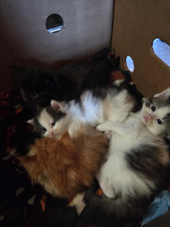 Four Beautiful Maine Coon Kittens Farmington MN photo 15