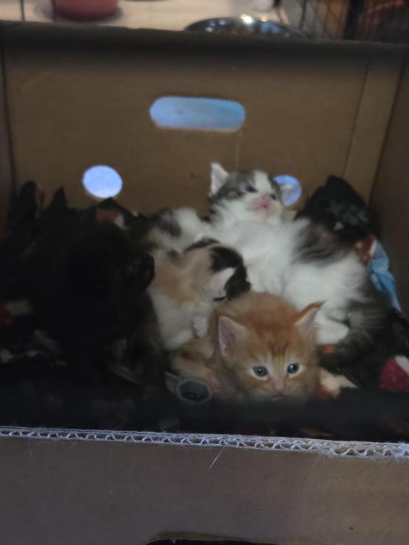 Four Beautiful Maine Coon Kittens Farmington MN photo 16