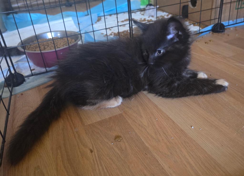 Four Beautiful Maine Coon Kittens Farmington MN photo 3