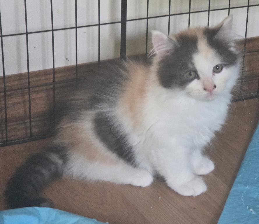 Four Beautiful Maine Coon Kittens Farmington MN photo 4