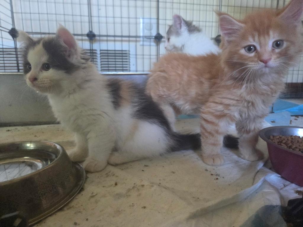 Four Beautiful Maine Coon Kittens Farmington MN photo 7