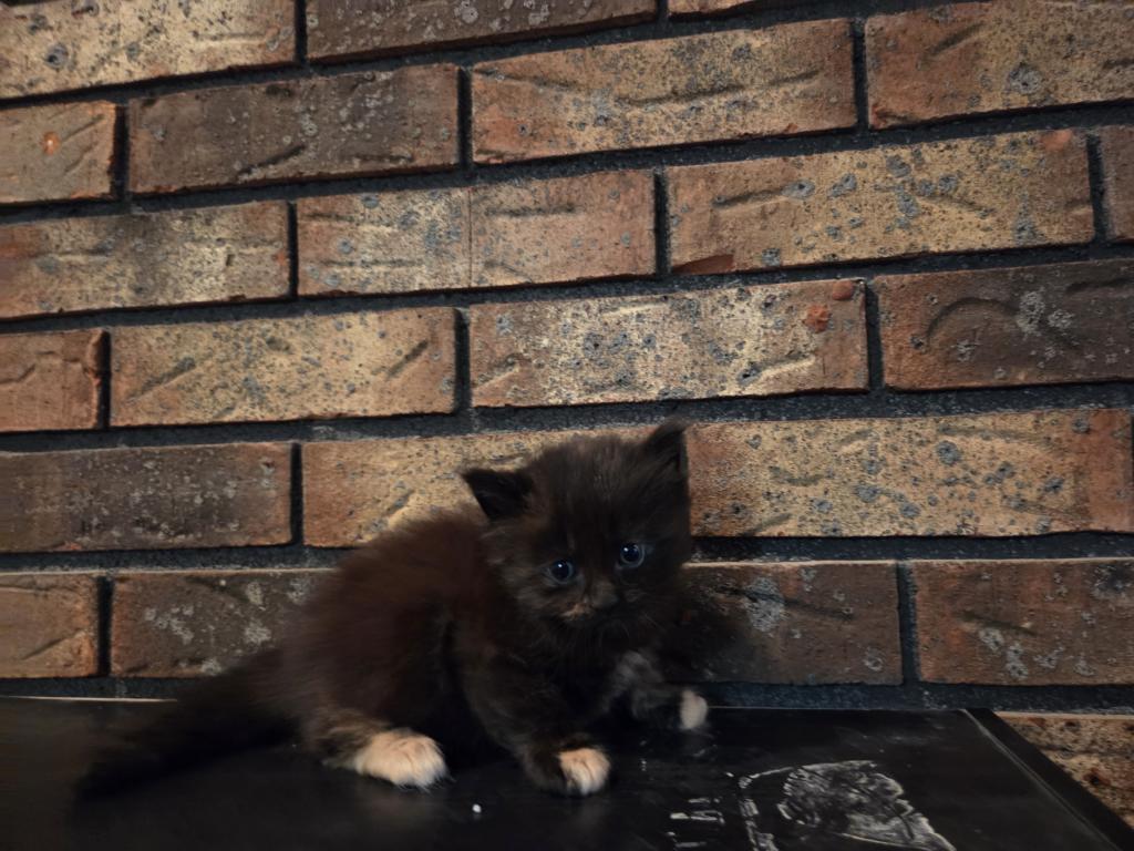 Four Beautiful Maine Coon Kittens Farmington MN photo 11
