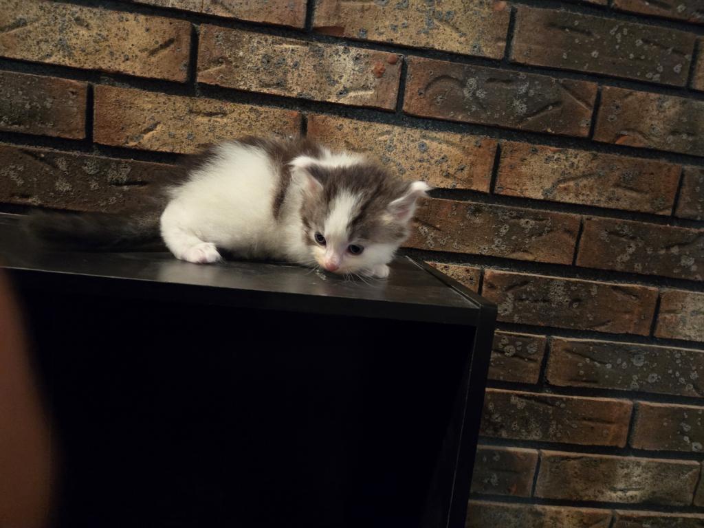 Four Beautiful Maine Coon Kittens Farmington MN photo 13