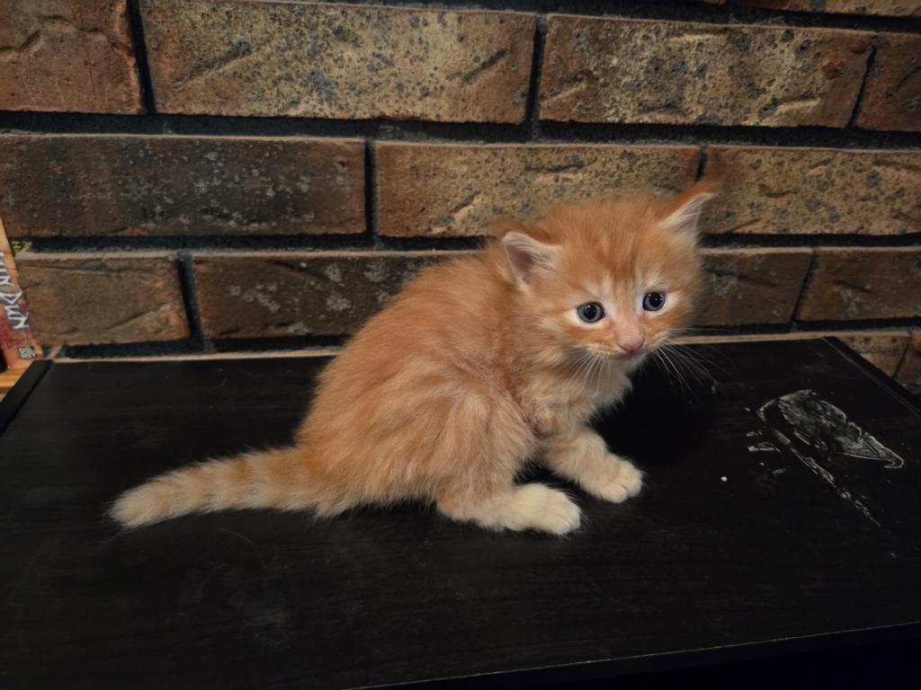 Four Beautiful Maine Coon Kittens Farmington MN photo 10
