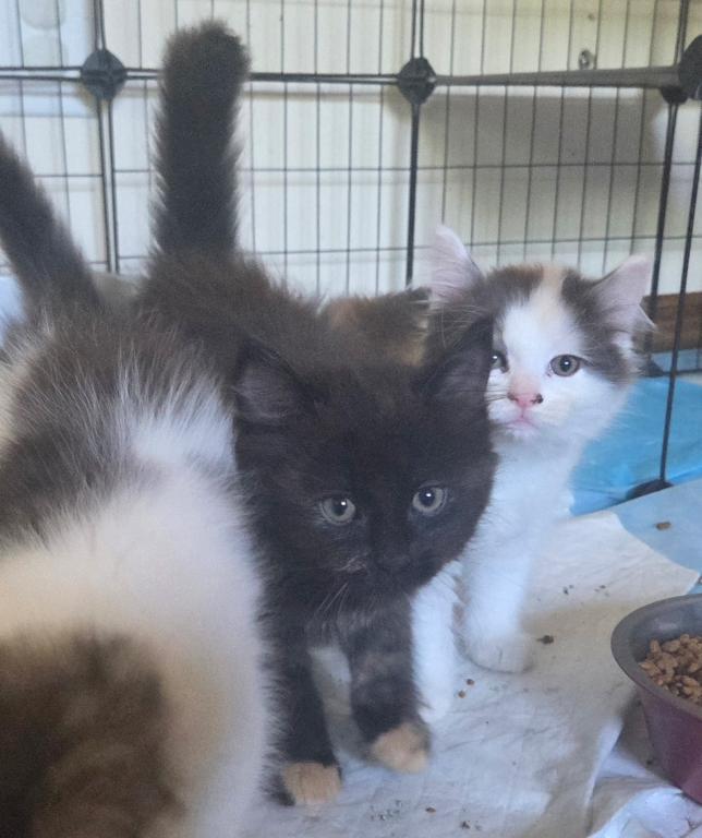 Four Beautiful Maine Coon Kittens Farmington MN photo 6
