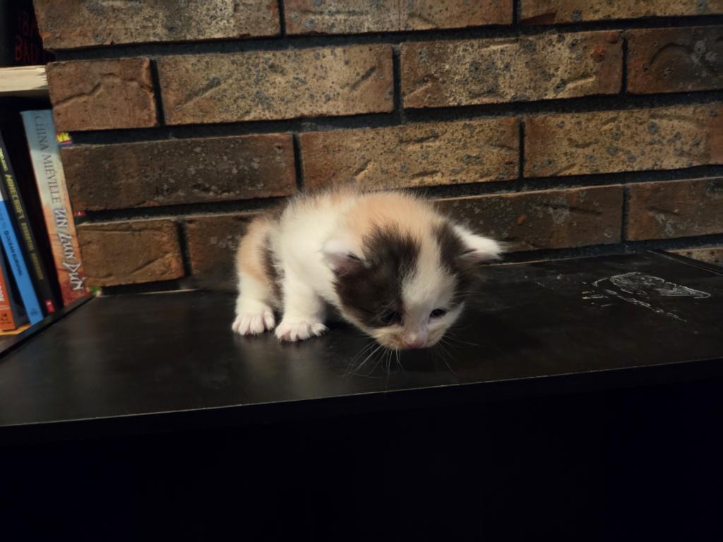 Four Beautiful Maine Coon Kittens Farmington MN photo 12