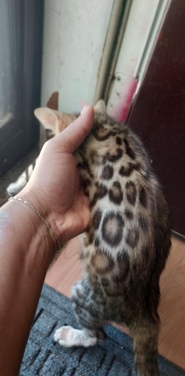 Exotic Babies photo 4