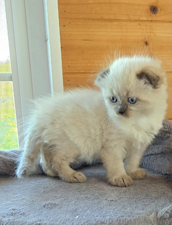 Scottish Fold And Scottish Straight Color Point Ki
