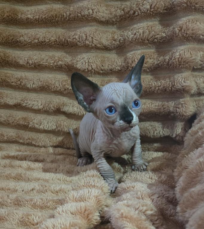 ALL RESERVED 8 Sphynx Kittens photo 4