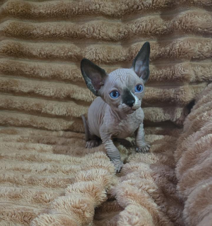 ALL RESERVED 8 Sphynx Kittens photo 3