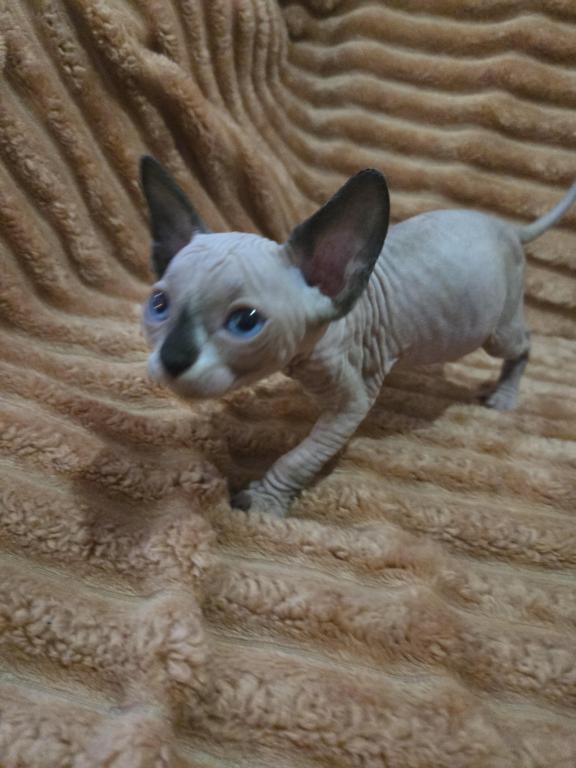 ALL RESERVED 8 Sphynx Kittens photo 2