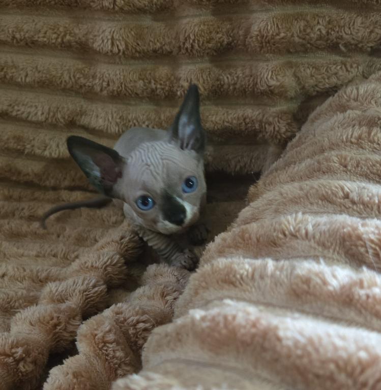 ALL RESERVED 8 Sphynx Kittens photo 5