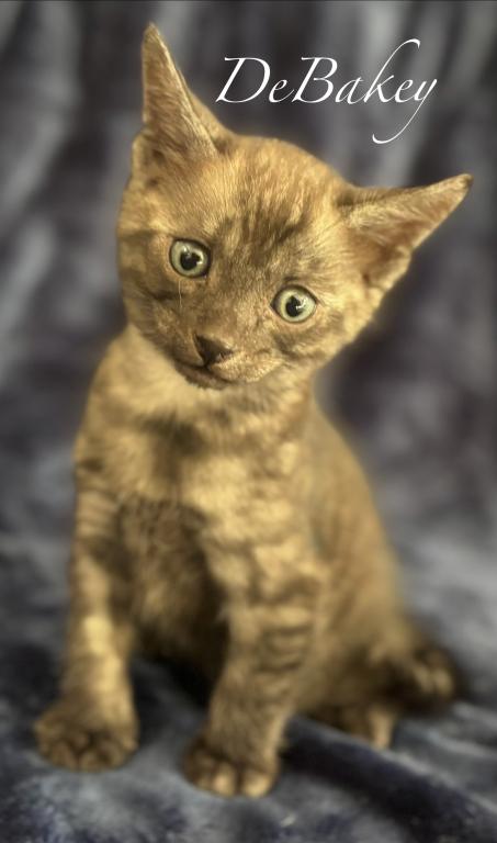 Vet Med photo 34