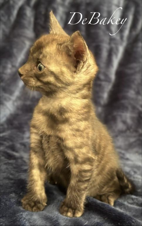 Vet Med photo 33