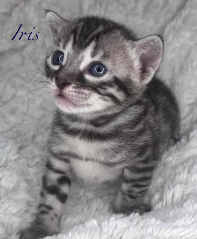 Vet Med photo 1