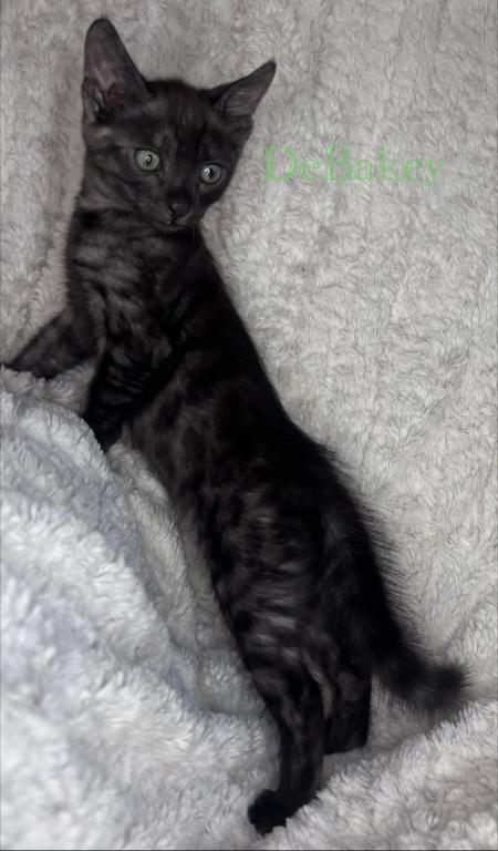 Vet Med photo 2