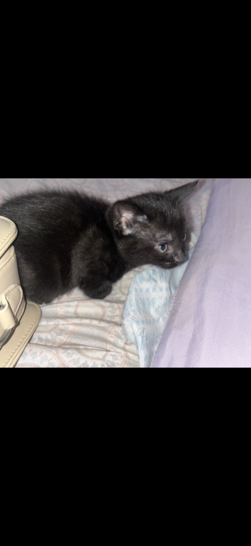 Free Kittens To Adopt