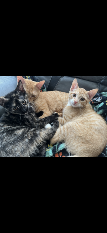 Free Cats Looking For A Safe Home