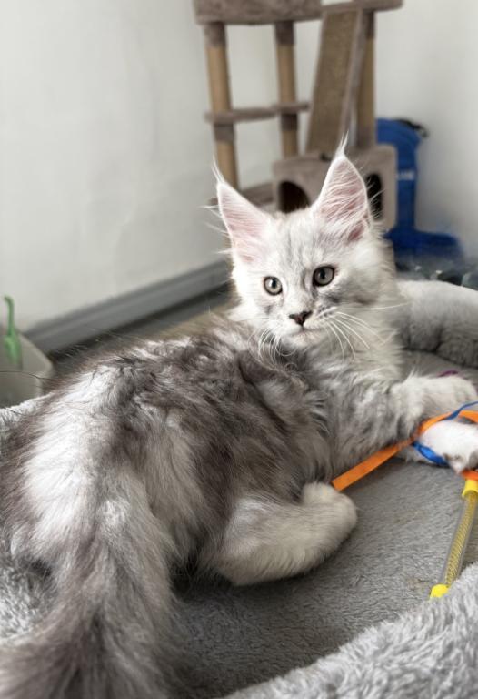 Snowfall Luxlines Akiras Element Litter