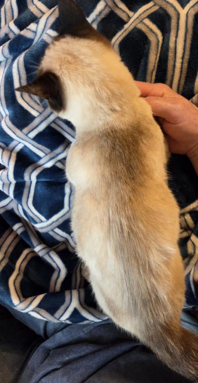 Tippy photo 3