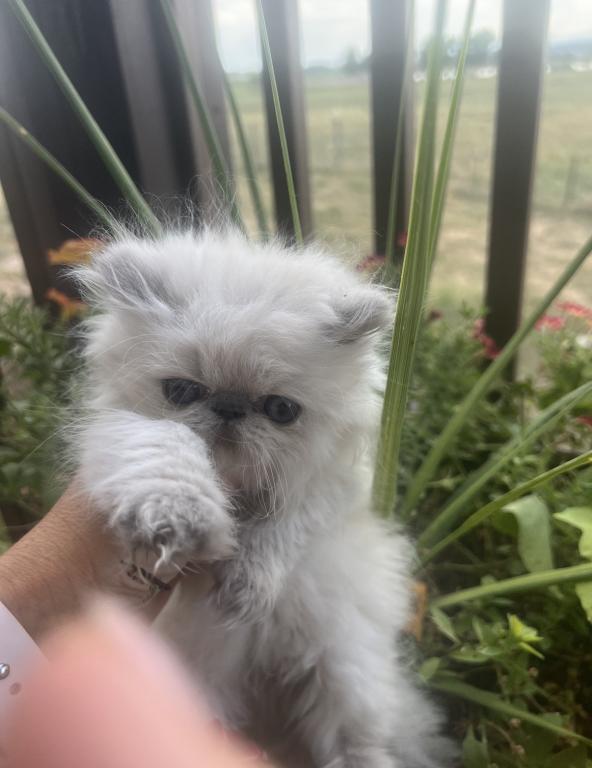Himalayan Persian Kittens